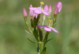 Centaurium erythraea, Petite centaurée rouge