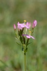 Centaurium erythraea, Petite centaurée rouge