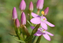 Centaurium erythraea, Petite centaurée rouge