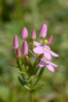 Centaurium erythraea, Petite centaurée rouge