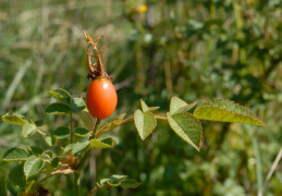 Rosa rubiginosa, Rosier églantier