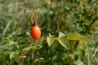 Rosa rubiginosa, Rosier églantier