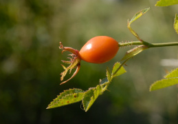 Rosa rubiginosa, Rosier églantier