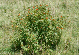 Rosa rubiginosa, Rosier églantier