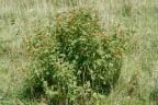 Rosa rubiginosa, Rosier églantier