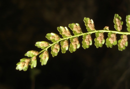 Asplenium viride, Capillaire vert