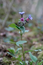 Pulmonaria obscura, Pulmonaire sombre
