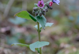 Pulmonaria obscura, Pulmonaire sombre