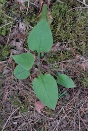 Pulmonaria obscura, Pulmonaire sombre