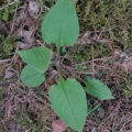 20090405_151737_soyhieres.jpg