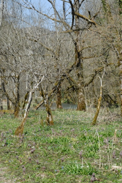 20090410_141539_les_bois.jpg