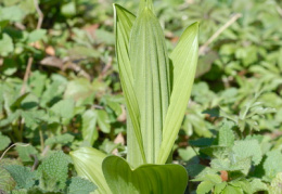 Veratrum album, Vératre blanc