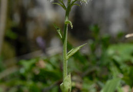 Petasites albus, Pétasite blanc