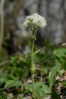 Petasites albus, Pétasite blanc