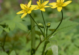 Gagea lutea, Gagée commune