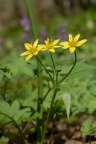 Gagea lutea, Gagée commune
