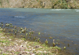 Petasites hybridus, Pétasite hybride