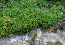 Chrysosplenium oppositifolium, Dorine à feuilles opposées