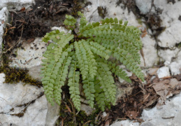 Asplenium viride, Capillaire vert