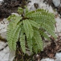 20090411_151604_goumois.jpg