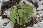 Asplenium viride, Capillaire vert