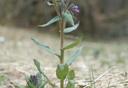 Pulmonaria mollis, Pulmonaire molle