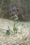 Pulmonaria mollis, Pulmonaire molle