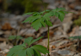 Anemone nemorosa, Anémone des bois