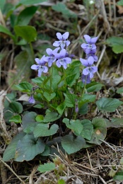 Viola reichenbachiana, Violette des forêts