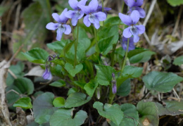 Viola reichenbachiana, Violette des forêts