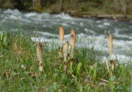 Equisetum telmateia, Prêle géante