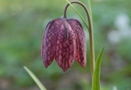 Fritillaria meleagris, Fritillaire pintade