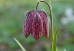 Fritillaria meleagris, Fritillaire pintade