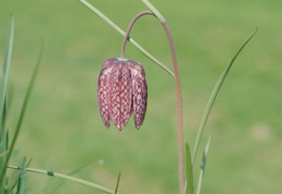 Fritillaria meleagris, Fritillaire pintade