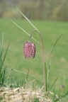 Fritillaria meleagris, Fritillaire pintade