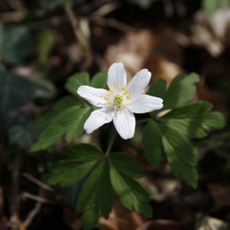 Anemone nemorosa, Anémone des bois
