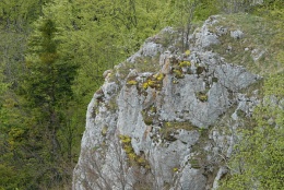 Alyssum montanum, Alysson des montagnes