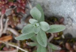 Alyssum montanum, Alysson des montagnes