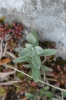 Alyssum montanum, Alysson des montagnes