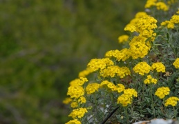 Alyssum montanum, Alysson des montagnes