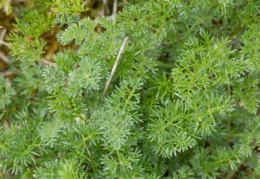 Athamanta cretensis, Athamante de Crète