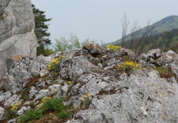 Alyssum montanum, Alysson des montagnes