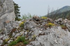 Alyssum montanum, Alysson des montagnes