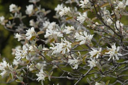 Amelanchier ovalis, Amélanchier