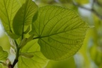 Tilia platyphyllos, Tilleul à larges feuilles