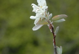 Amelanchier ovalis, Amélanchier