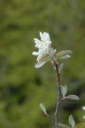 Amelanchier ovalis, Amélanchier