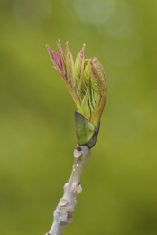 Fraxinus excelsior, Frêne commun