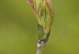 Fraxinus excelsior, Frêne commun