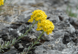 Alyssum montanum, Alysson des montagnes